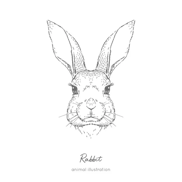 Symmetrical Vector portrait illustration of rabbit farm animal — Stock Vector