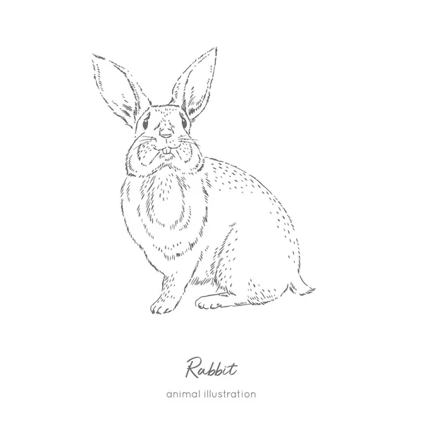 Vektör çizim tavşan çiftlik hayvanı — Stok Vektör