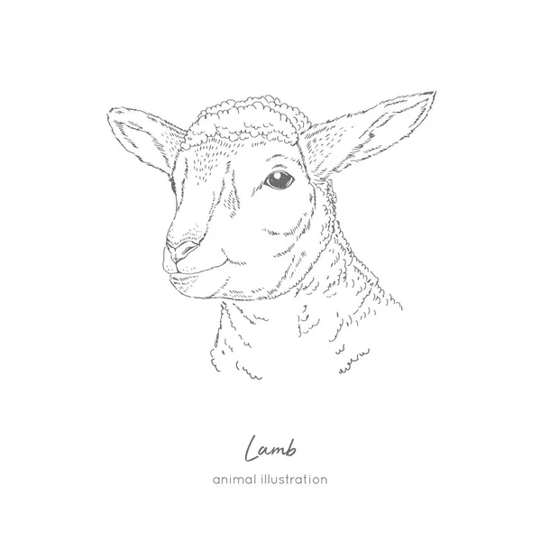 Vektorillustration porträtt av lamm gård djur — Stock vektor