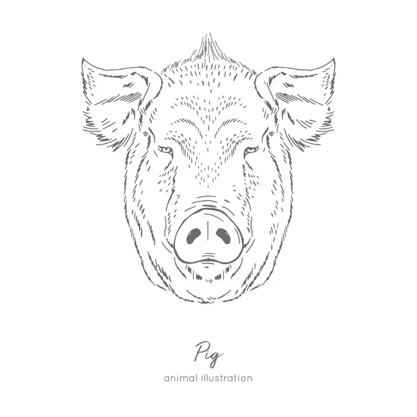 Retrato vectorial simétrico ilustración del animal de granja porcino — Vector de stock