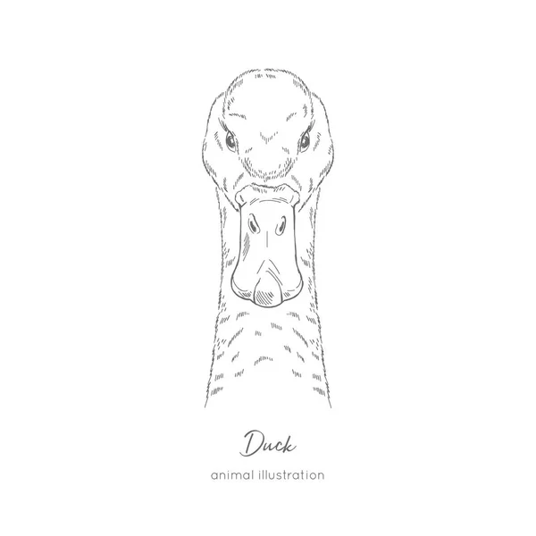 Symmetrical Vector portrait illustration of duck bird — Stock Vector