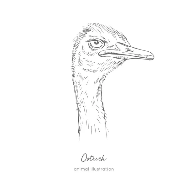 Sidovy porträtt vektorillustration struts fågel — Stock vektor