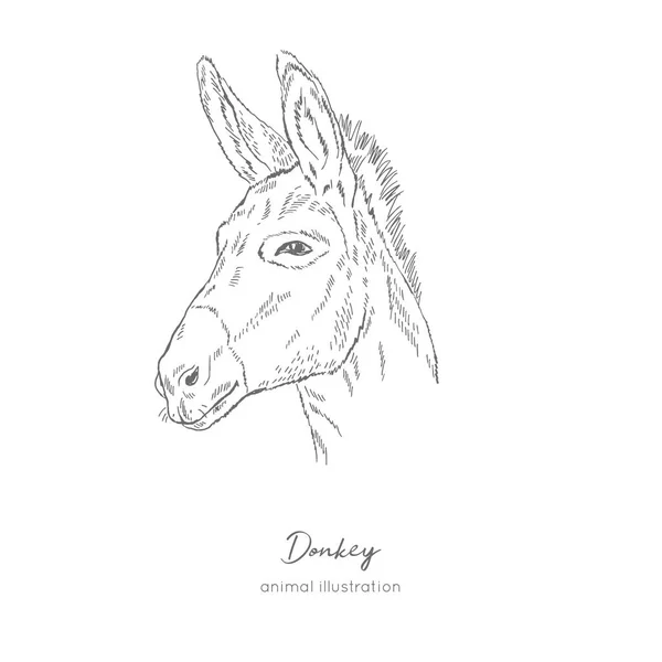 Sidovy vektorillustration porträtt av donkey farm animal — Stock vektor