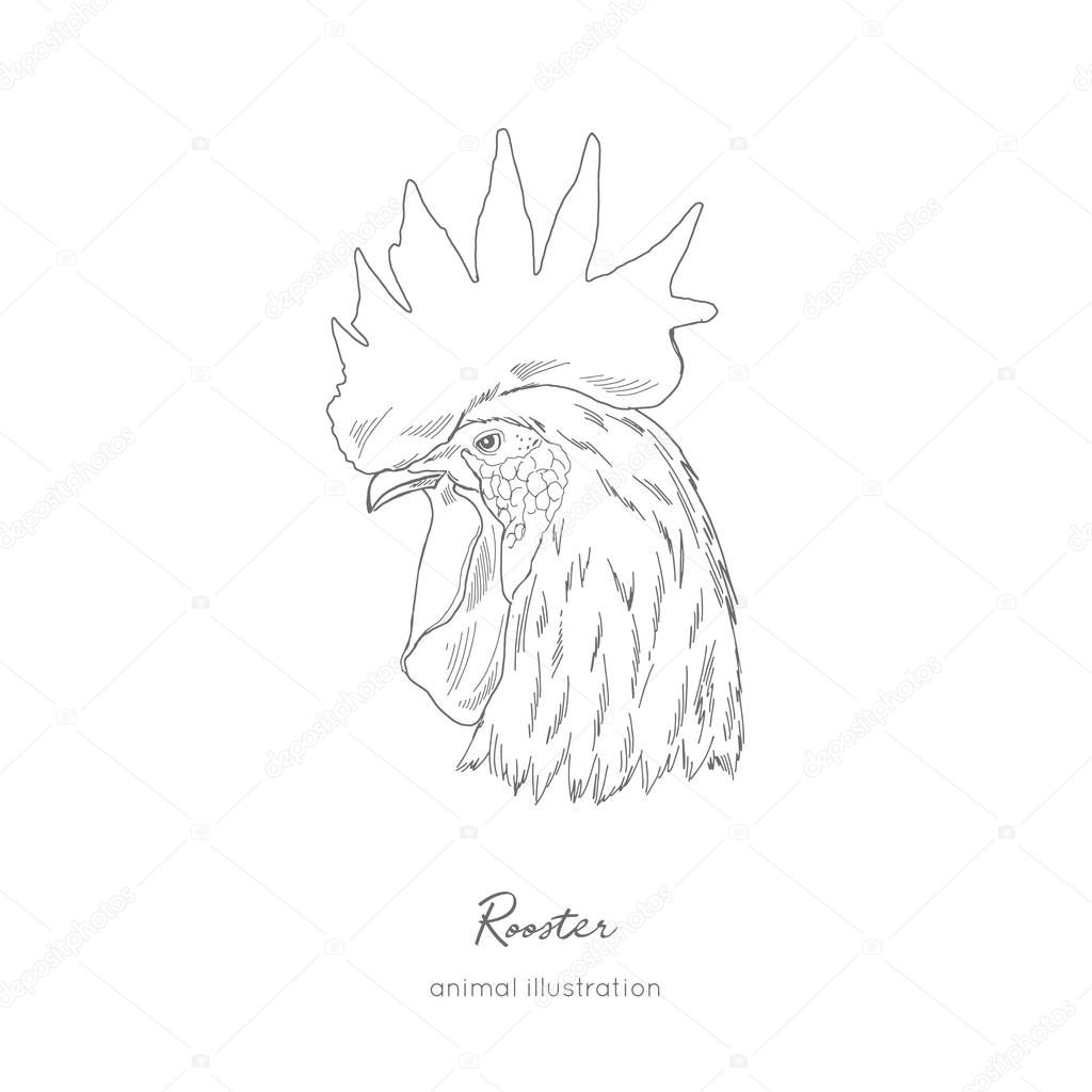 Side view Vector portrait illustration of rooster bird. Hand drawn ink realistic sketching isolated on white. Perfect for agriculture farm logo branding design.
