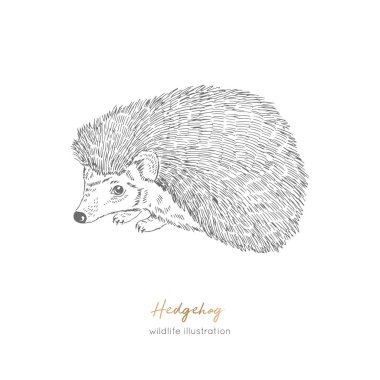 Kirpi orman hayvan vektör çizim