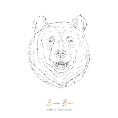 Vektör portre çizim browm ayı orman hayvan