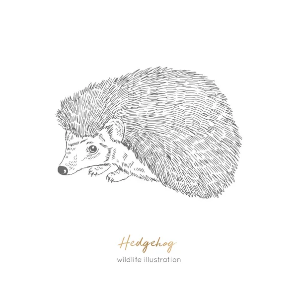 Vektorillustration av Hedgehog skogens djur — Stock vektor