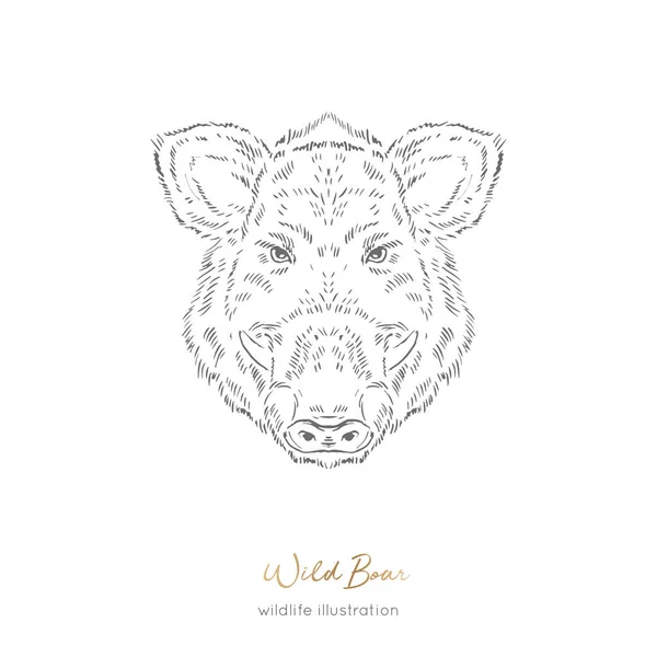 Vector portrait illustration of wild boar forest animal — Stock Vector