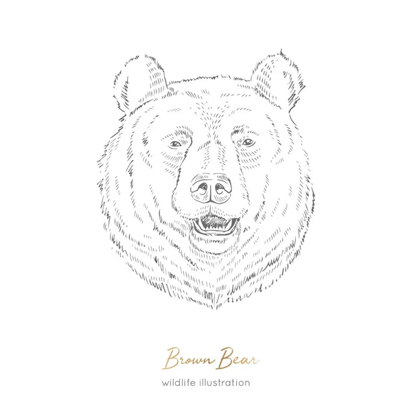Vector portrait illustration of browm bear forest animal — Stock Vector