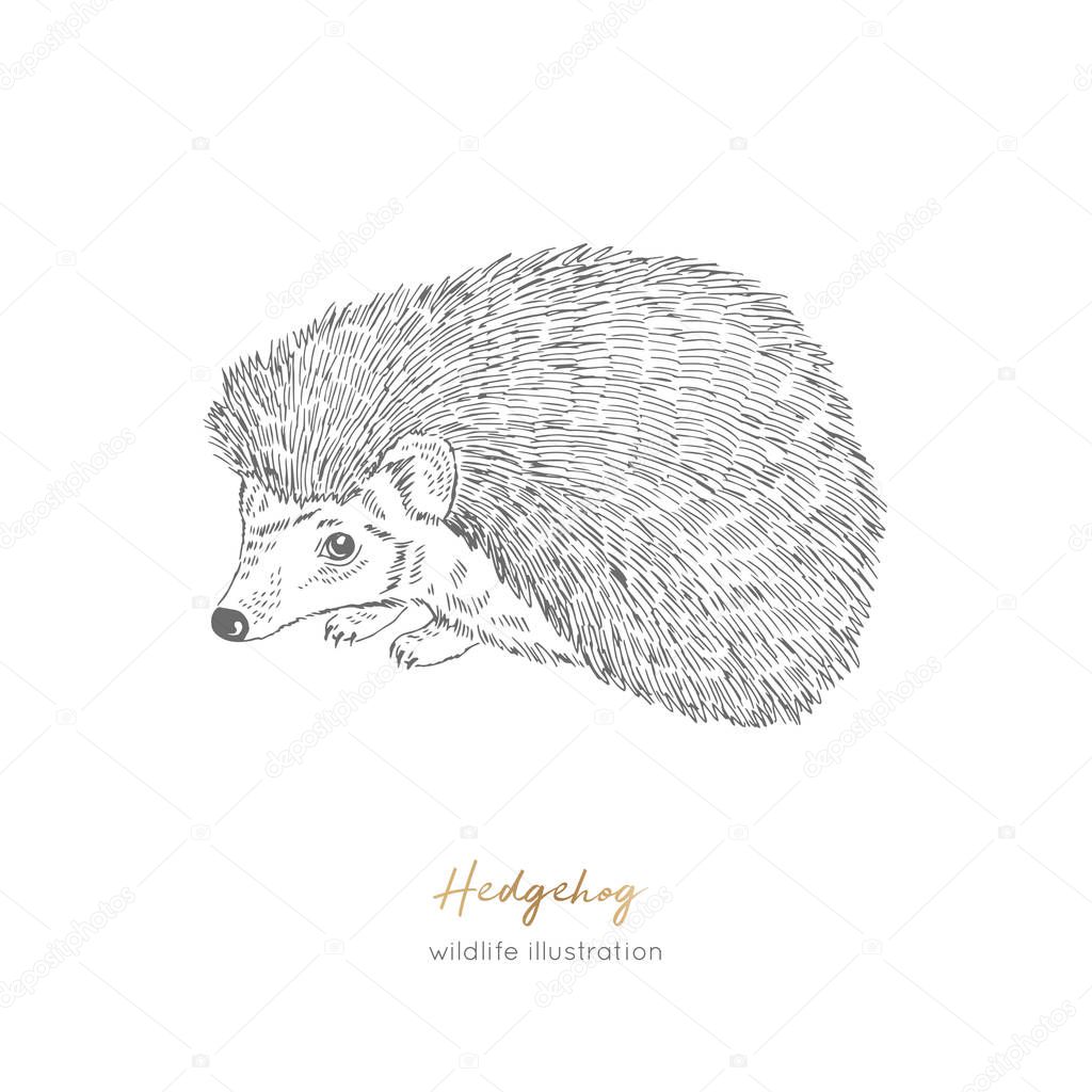 Vector illustration of Hedgehog forest animal Hand drawn ink realistic animal sketching isolated on white. Perfect for logo branding colourig book design.