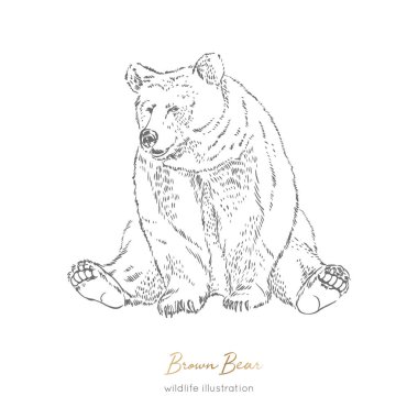 Boz ayı orman hayvan oturan vektör çizim