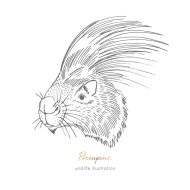Vektör profil görünümü portre çizim kirpi orman hayvan