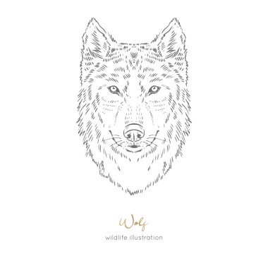 Vektör simetrik portre çizimi kurt orman hayvan
