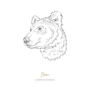 Vektör profil portre çizim boz ayı orman hayvan
