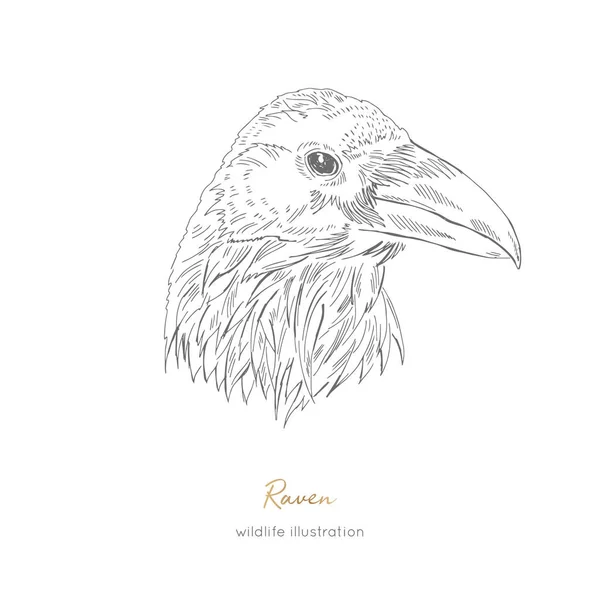 Porträtt vektorillustration Korpen fågel — Stock vektor