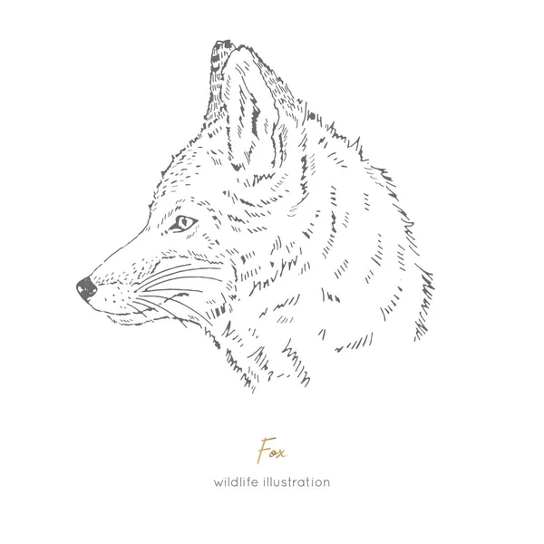 Vetor vista lateral retrato ilustração de raposa floresta animal —  Vetores de Stock