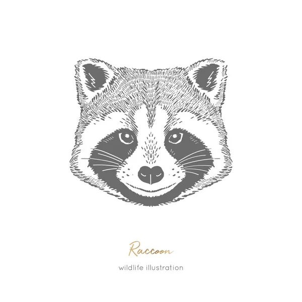 Retrato Vectorial Simétrico Ilustración Animal Bosque Mapache Tinta Dibujada Mano — Archivo Imágenes Vectoriales