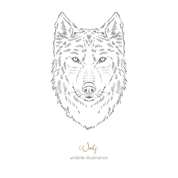 Retrato simétrico vetorial ilustração de lobo animal da floresta — Vetor de Stock