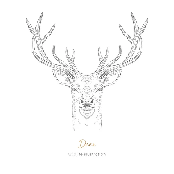 Retrato simétrico vetorial ilustração de animais da floresta de cervos — Vetor de Stock
