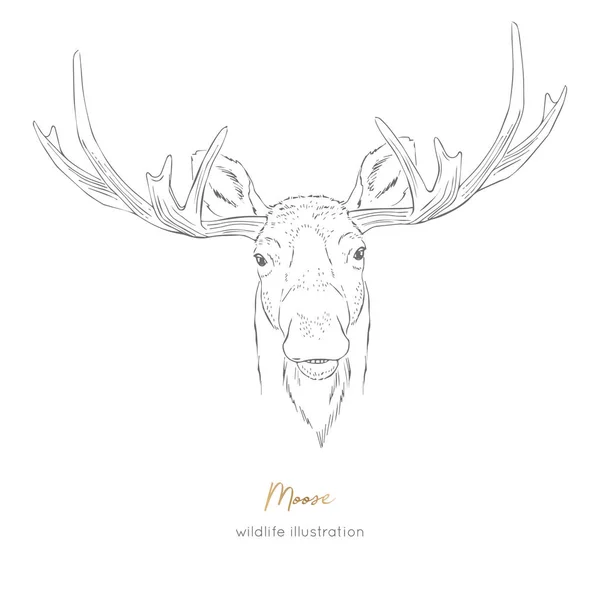 Portret simetric vector ilustrație a animalului de pădure elan — Vector de stoc