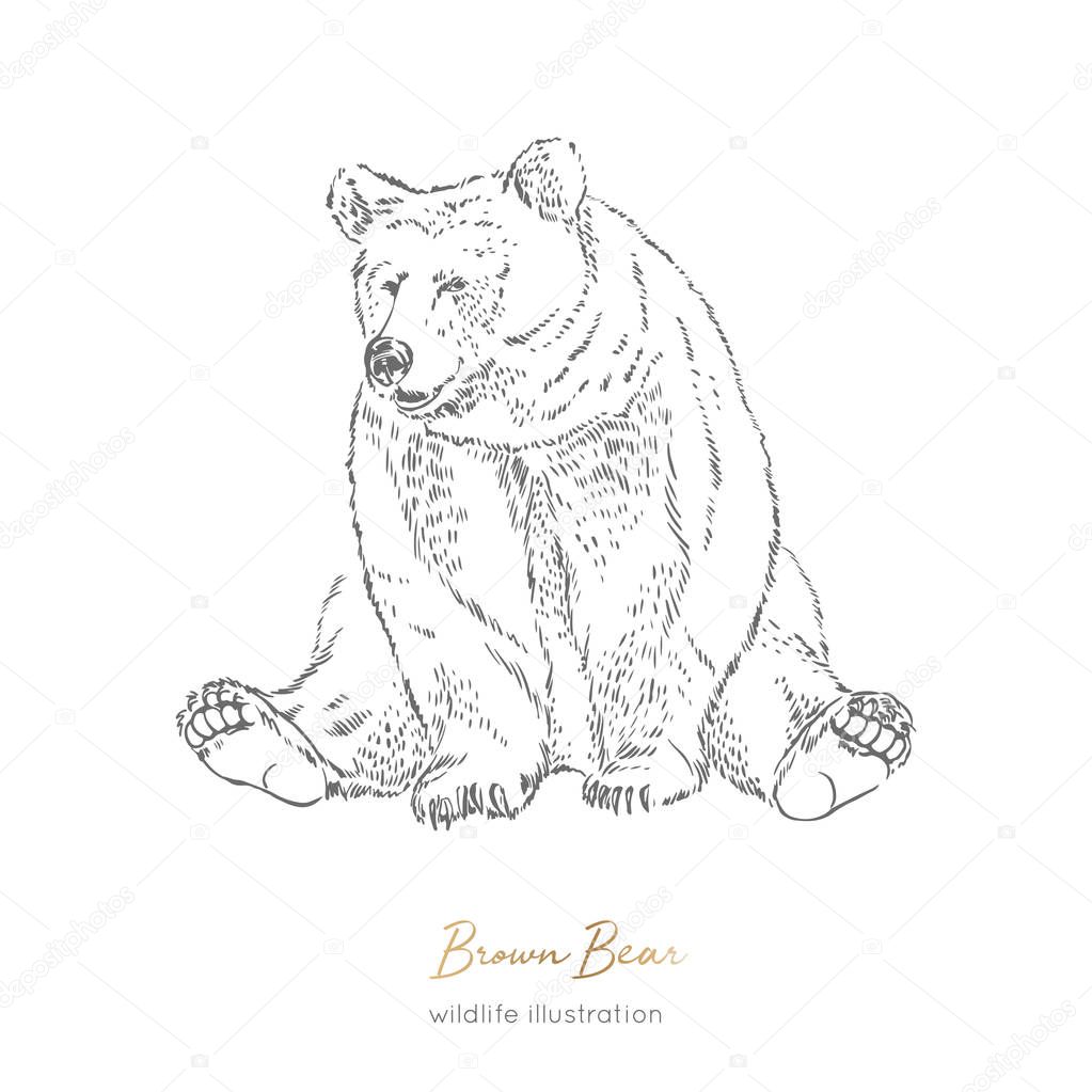 Vector illustration of sitting brown bear forest animal