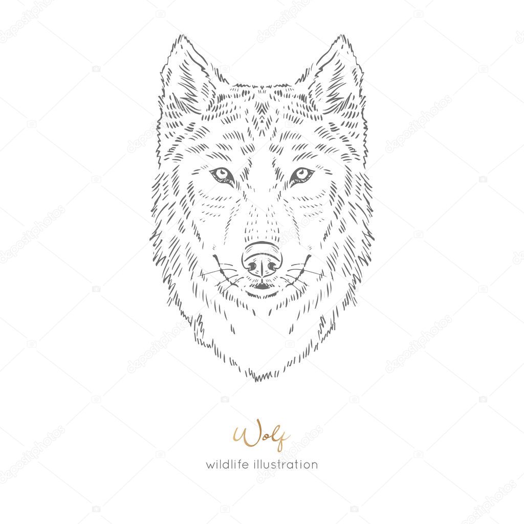 Vector symmetrical portrait illustration of wolf forest animal Hand drawn ink realistic animal sketching isolated on white. Perfect for logo branding colourig book design.