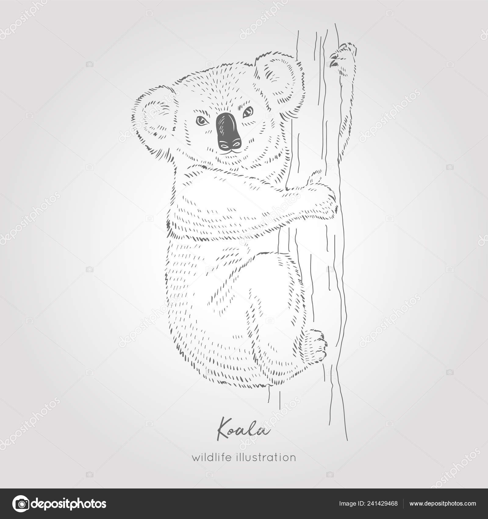 Vector Hand Drawn Sketch Of Koala Bear On Tree Stock