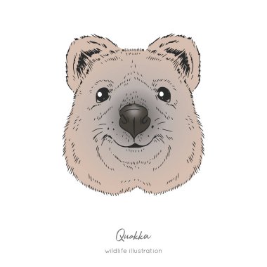Quokka Avustralya hayvan. Gerçekçi simetrik kafa vektör kroki çizim.