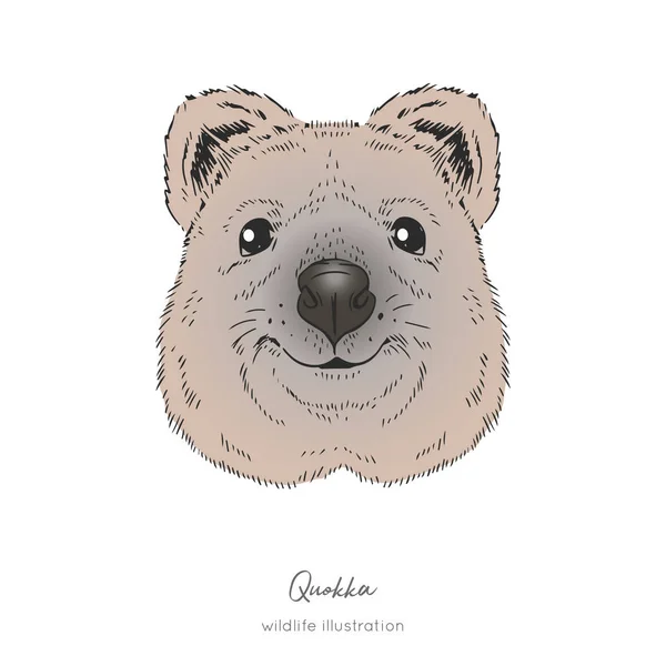 Quokka animal australiano. Ilustración realista del bosquejo vectorial de la cabeza simétrica . — Vector de stock
