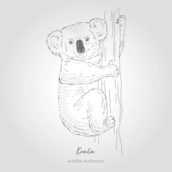 Vector hand drawn sketch of Koala bear on tree — Stock Vector