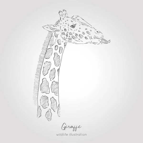 Realistic hand drawn vector sketch of giraffe head profile view. — Stock Vector