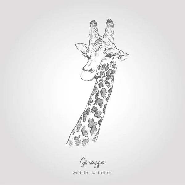 Realistiska handritad vektor skiss av giraff huvud. — Stock vektor