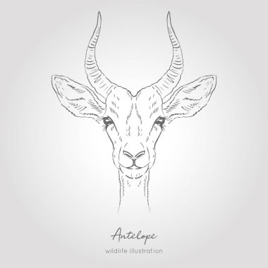 Gerçekçi el çizilmiş vektör çizimi antilop kafaları önden görünüm.