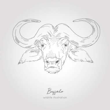 Bufalo kafa gerçekçi elle çizilmiş vektör çizimi.