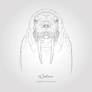 Mors simetrik portre elle çizilmiş vektör kroki çizim