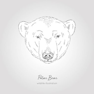 Elle çizilmiş kroki kafa, kutup ayısı. Vektör çizim