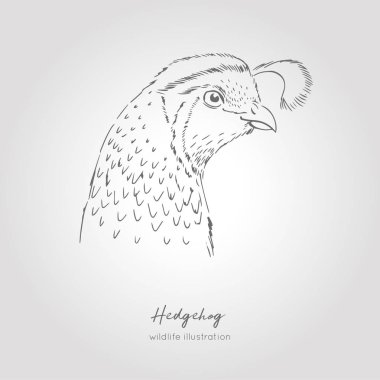 Bıldırcın kuş kafa illüstrasyon izole. Elle çizilmiş vektör grafiği.