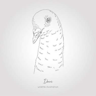 Güvercin kuşu profil portre vektör elle çizilmiş gerçekçi kroki çizim