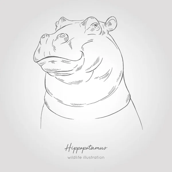 Croquis vectoriel réaliste dessiné à la main de la tête d'hippopotame . — Image vectorielle