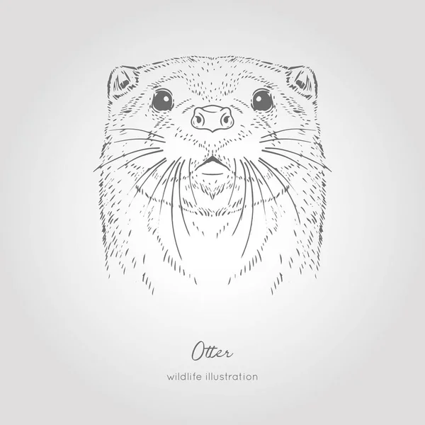 Desenho da lontra gráficos vetor cabeça monocromático mão desenhado vetor ilustração —  Vetores de Stock