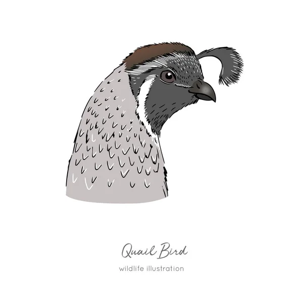 Illustrazione della testa d'uccello di quaglia isolata. Grafica vettoriale disegnata a mano . — Vettoriale Stock