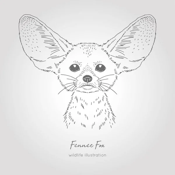 Realistische, handgezeichnete Vektorskizze des Fennec Fuchskopfes mit symmetrischer Frontansicht. — Stockvektor