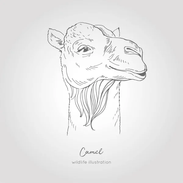 Realistische hand getrokken schets van de vector van kameel hoofd. — Stockvector