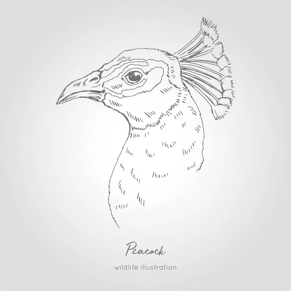 Retrato de perfil dibujado a mano de pavo real. Ilustración vectorial. Esbozo realista . — Vector de stock