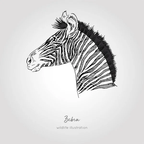 Desenho vetorial desenhado à mão realista da visão do perfil da cabeça da zebra . —  Vetores de Stock