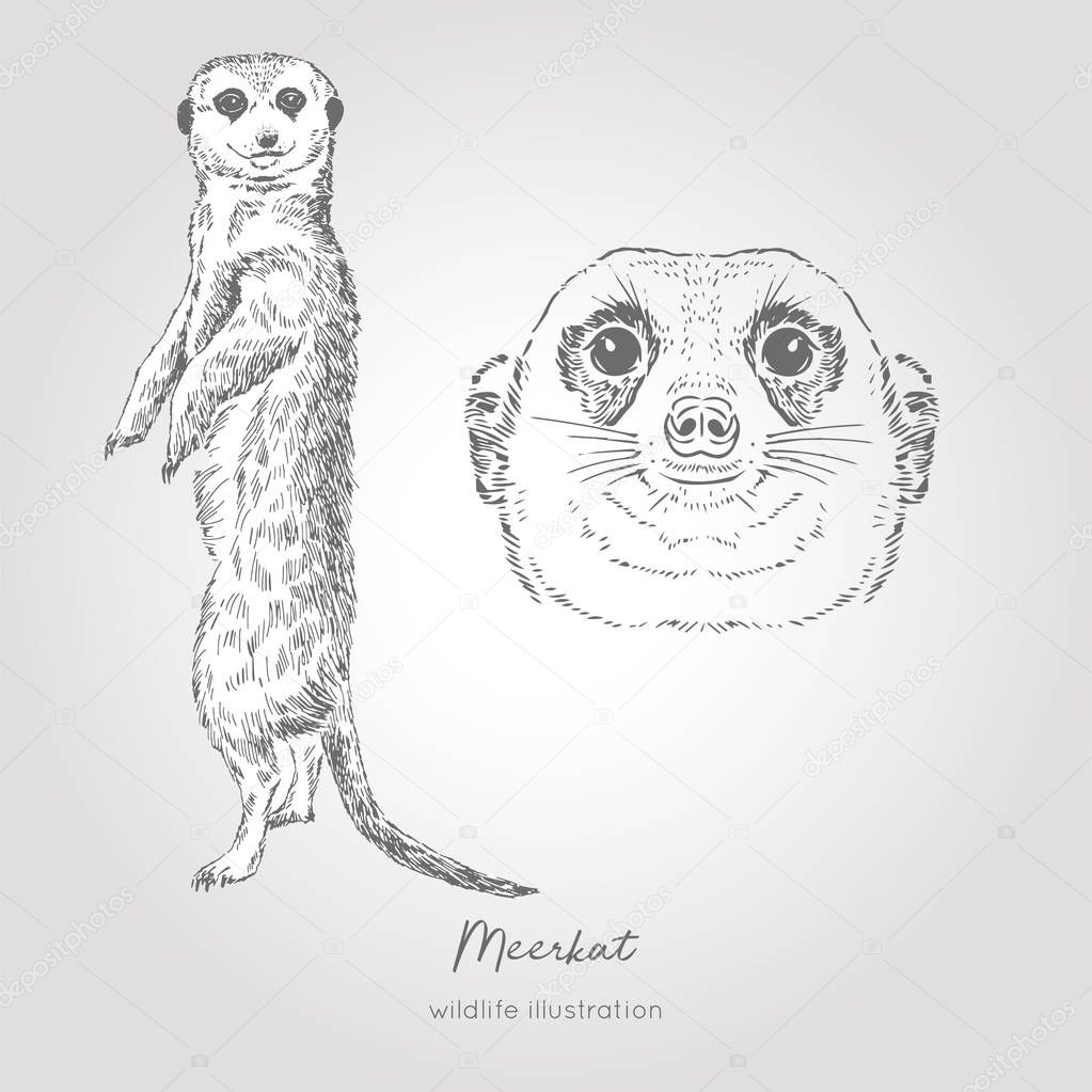 Vector hand drawn sketch of Meerkat.