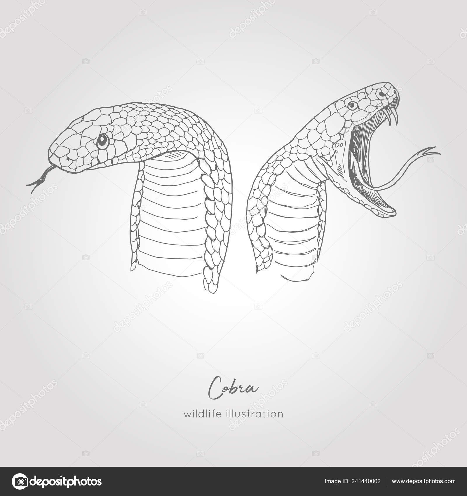 Vetores de Desenho De Cobra Cobra Esboço De Mão De Réptil Selvagem e mais  imagens de Colorindo - iStock