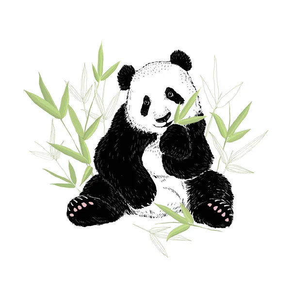 Urso panda bonito comendo folhas de bambu. Ilustração vetorial isolada sobre branco . —  Vetores de Stock