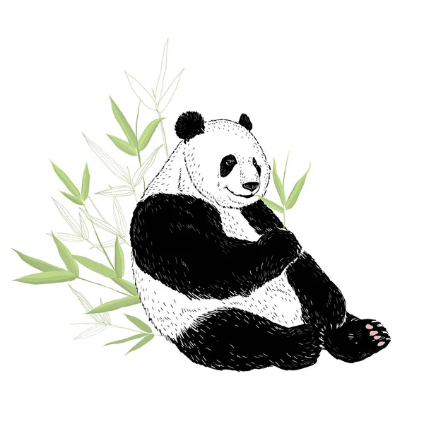 Carino l'orso panda che mangia foglie di bambù. Illustrazione vettoriale isolata su bianco . — Vettoriale Stock