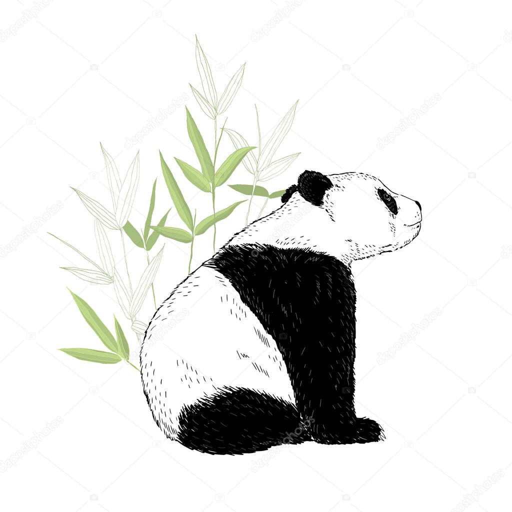 Cute panda bear sitting in bamboo leaves. Vector illustration isolated on white.